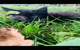 Maine Coon cats for sale: Stunning Pure Breed Maine Coon Kittens  - Image 14
