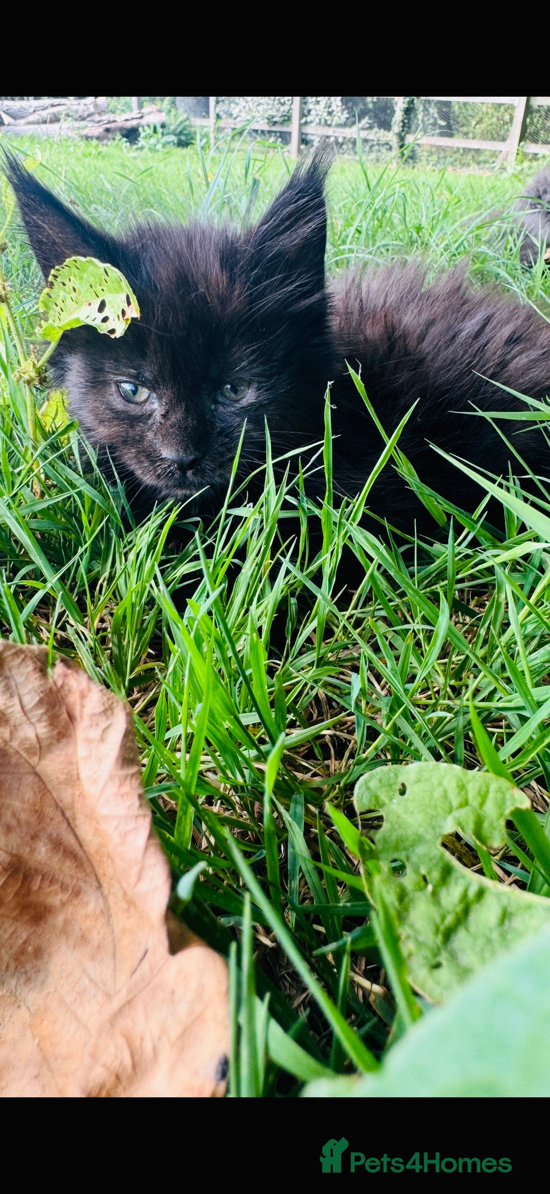 Maine Coon cats for sale: Stunning Pure Breed Maine Coon Kittens  - Image 14