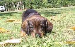 Dachshund dogs for sale: KC Wirehaired Dachshund / Teckel puppies  - Image 1