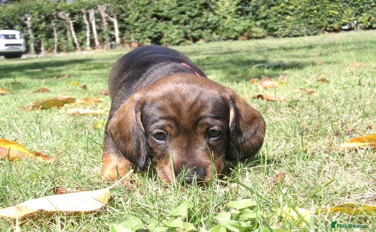 Dachshund dogs - Advert 5