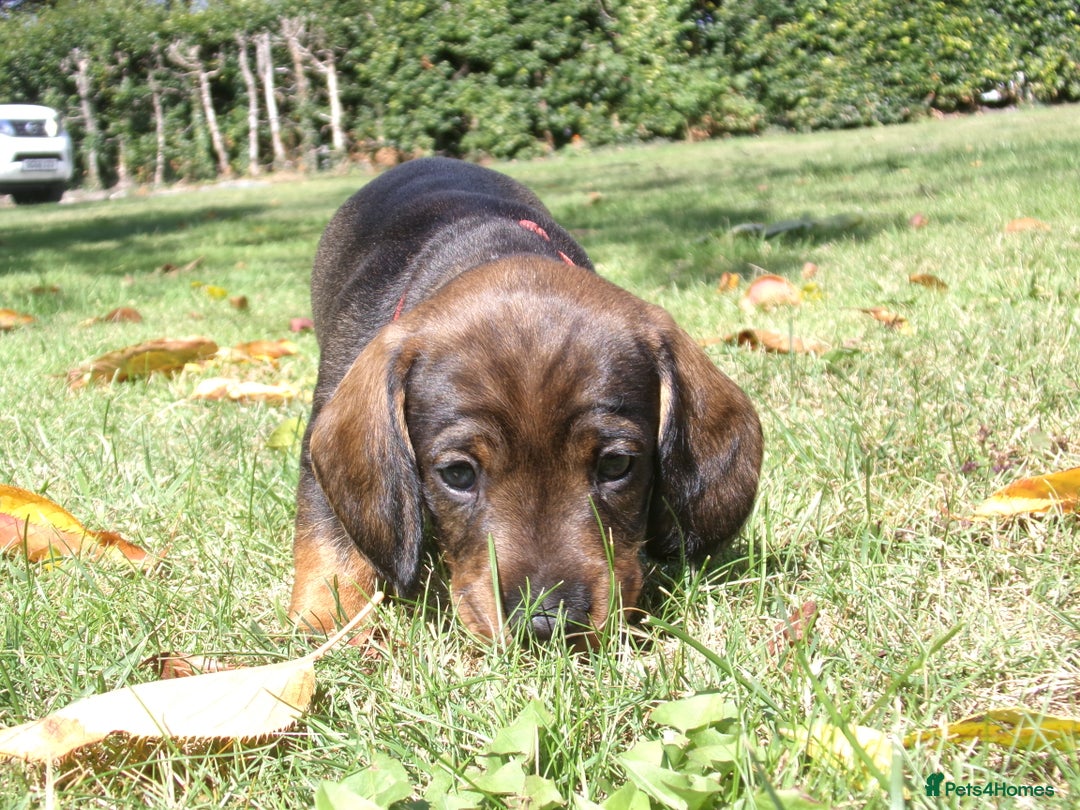 Dachshund dogs for sale: KC Wirehaired Dachshund / Teckel puppies  - Image 1