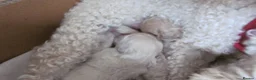 Poochon dogs for sale: 3 beautiful Poochon / Toy Poodle girls  - Advert 1