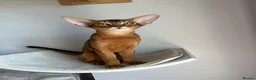 Abyssinian cats for sale: Adorable Abyssinian kittens - Advert 7