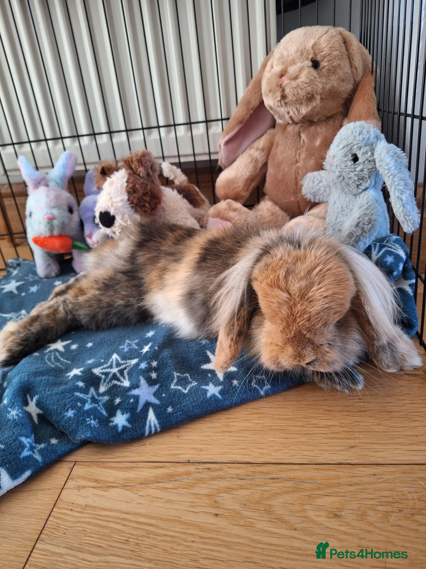 Mini Lion Lop rabbits Mini lion lop-oreo - Advert 2