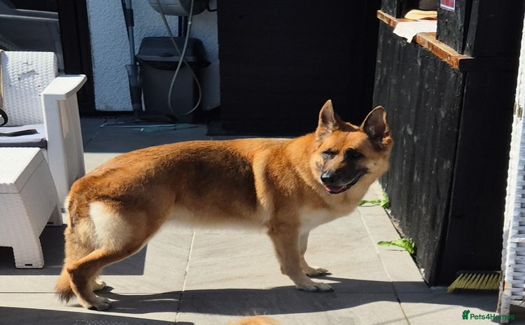 German Shepherd dogs - Advert 11