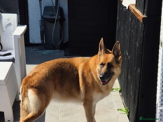 German Shepherd dogs - Advert 20