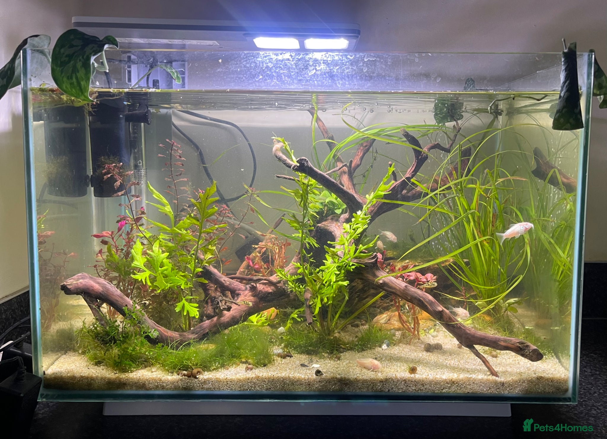 Pufferfish fish Complete setup available - pea puffers, Corys etc - Advert 9