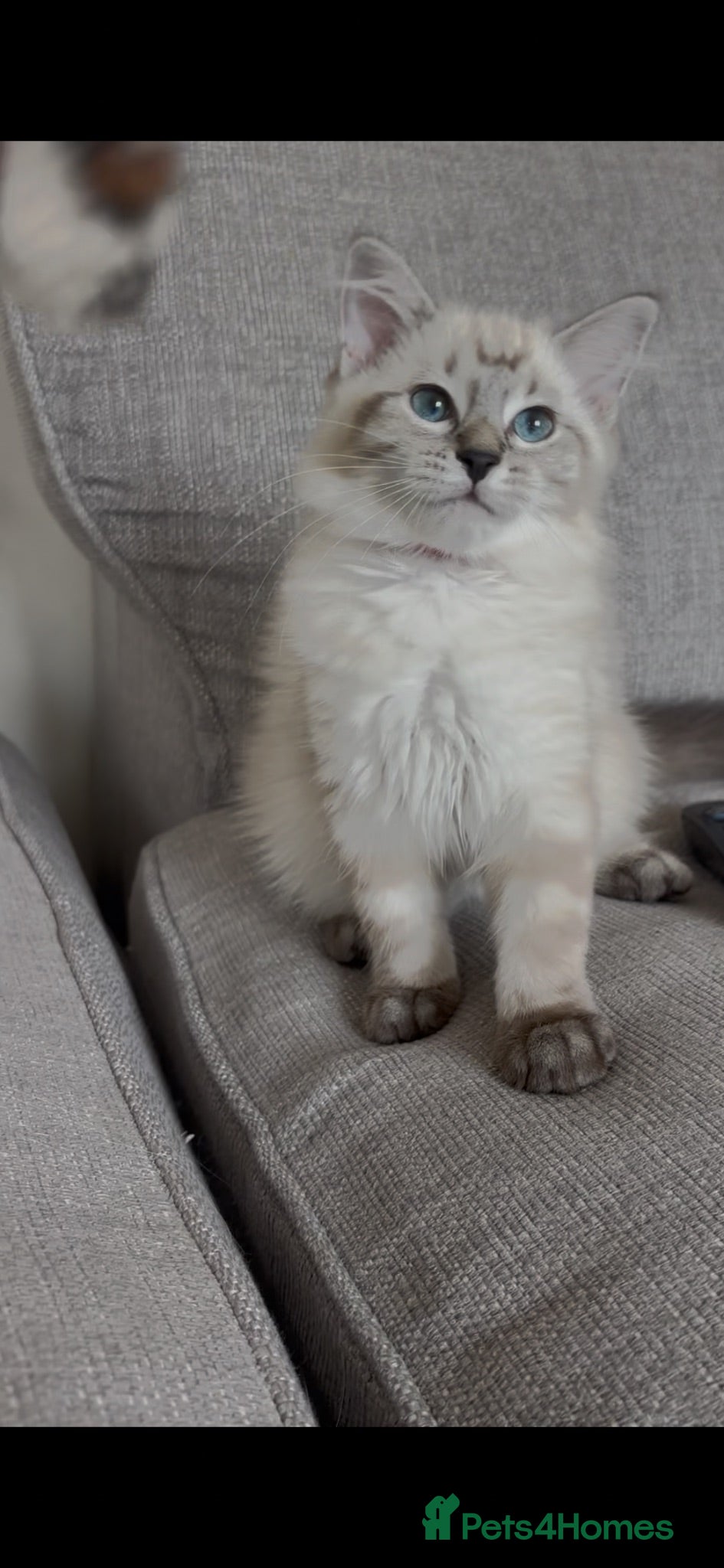 Ragdoll cats ✨ Ready now ✨ Ragdoll Siberian Kittens - Advert 2