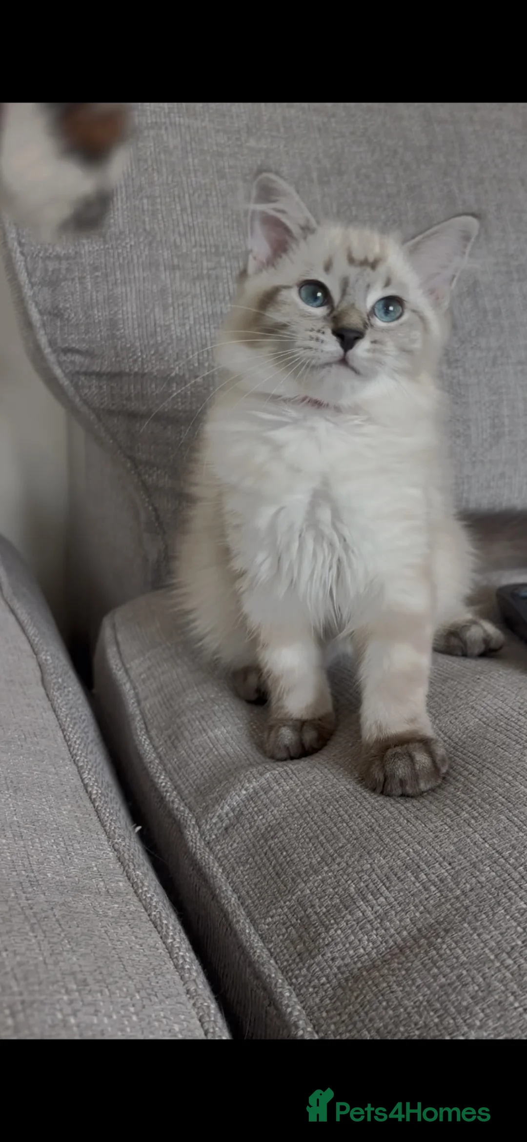 Ragdoll cats for sale: ✨ Ready now ✨ Ragdoll Siberian Kittens - Advert 2