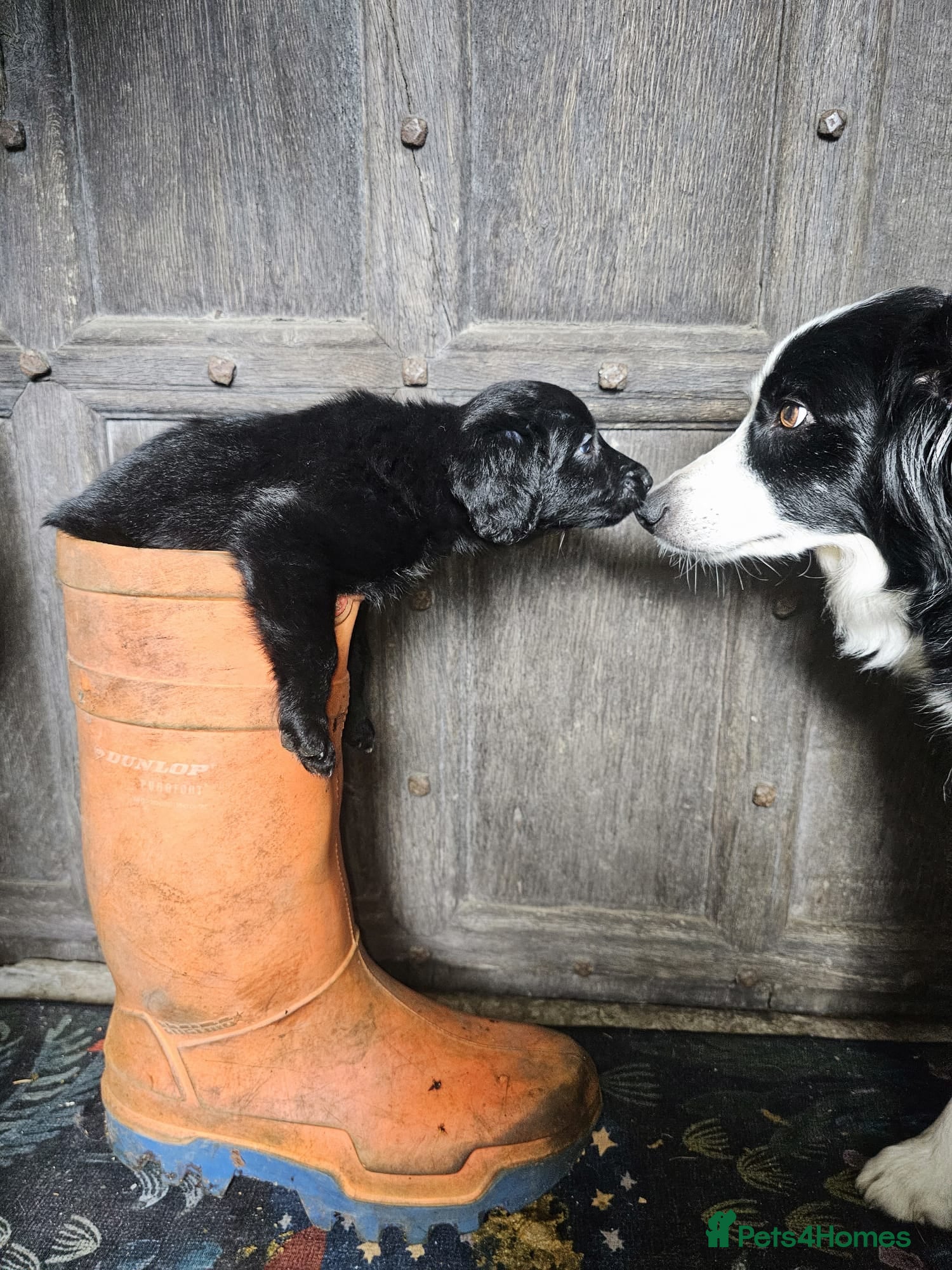 Mixed Breed dogs Border Collie x Cockapoo Puppies For Sale 🐶 - Advert 2