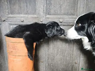 Mixed Breed dogs Border Collie x Cockapoo Puppies For Sale 🐶 - Advert 1