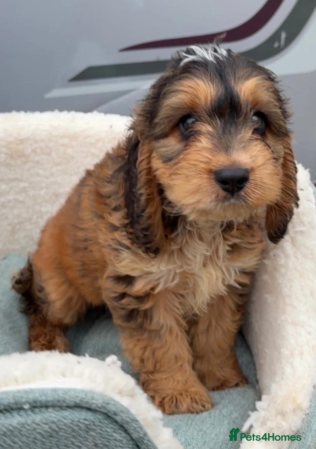Cockapoo dogs for sale: Beautiful Rare f1 cockapoo puppies  - Advert 2