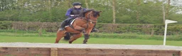 Arabian horse horses for sale: Eyecatching Arabian Gelding - Allrounder in Northallerton - Advert 6