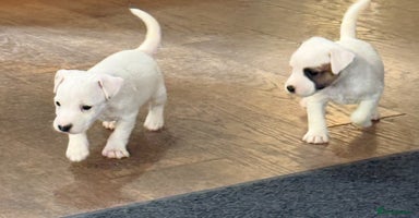 Parson Russell dogs - Advert 6