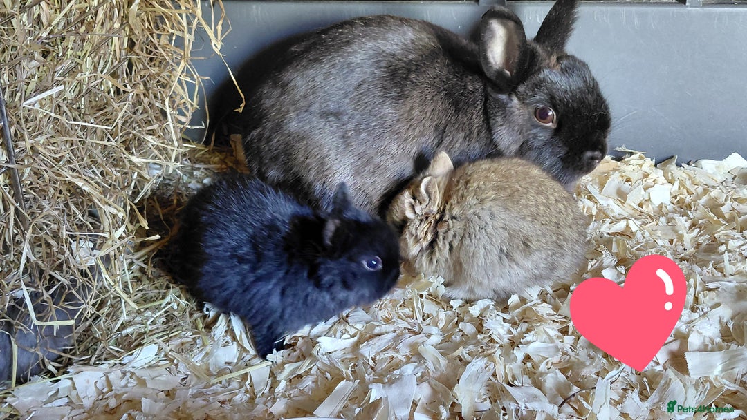 Netherland Dwarf rabbits for sale: Netherland dwarf BLACK & A CHOC BUCK  TO RESERVE  - Advert 3
