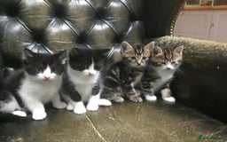Domestic Shorthair cats for sale: 5 gorgeous little kittens looking for new homes - Image 1