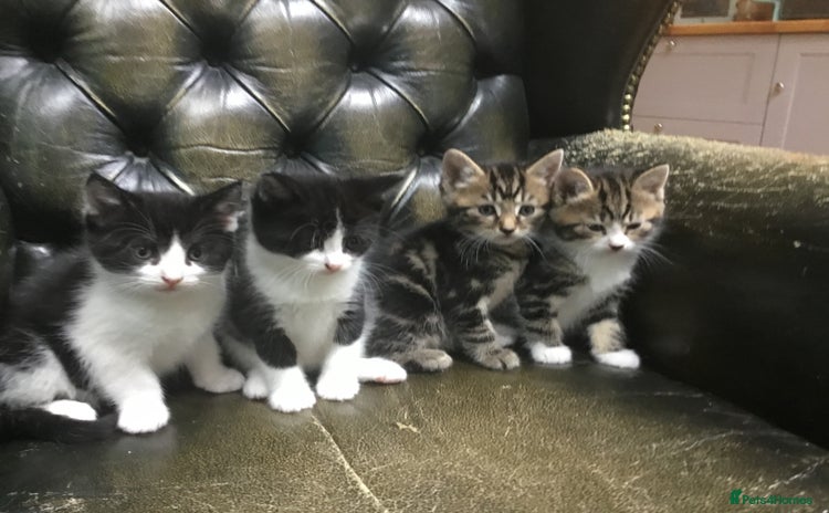Domestic Shorthair cats - Advert 13