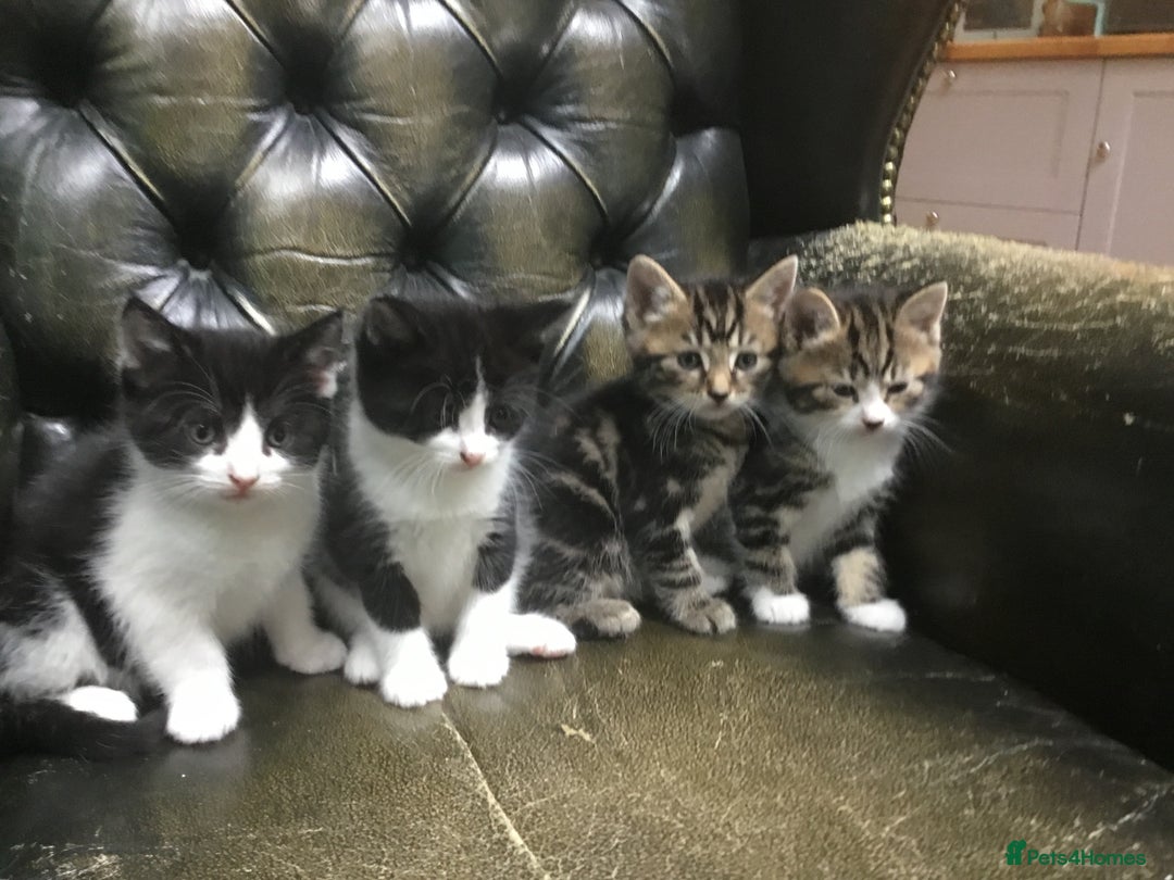 Domestic Shorthair cats for sale: 5 gorgeous little kittens looking for new homes - Image 1
