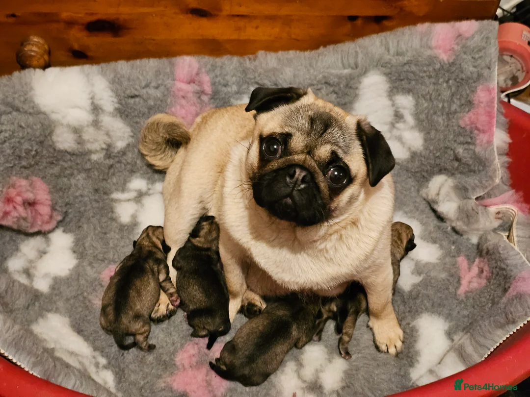 Pug dogs for sale: Pug puppies Kc registered  - Advert 6