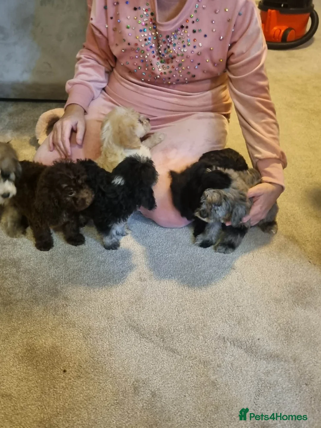 Cockapoo dogs for sale: Beautiful cockapoo  - Advert 24