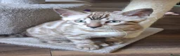 Bengal cats for sale: Stunning snow/silver Bengal kittens - Advert 6
