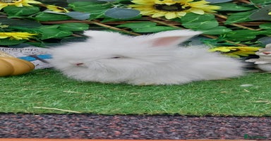 Angora rabbits - Advert 10