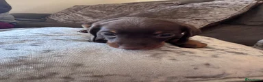 Miniature Dachshund 1