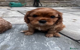 Cavalier King Charles Spaniel dogs for sale: KC registered and DNA clear cavaliers - Image 4