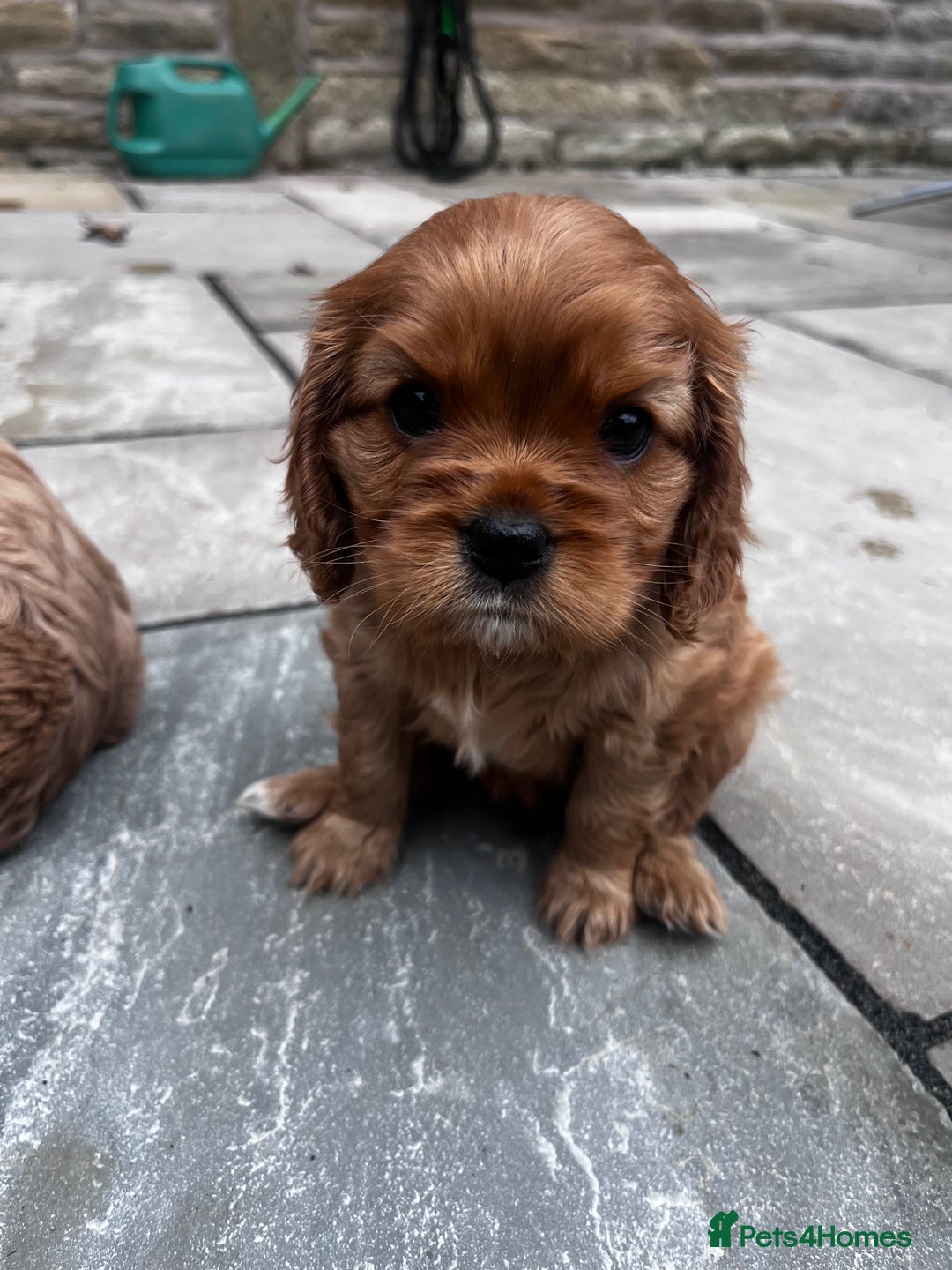 Cavalier King Charles Spaniel dogs for sale: KC registered and DNA clear cavaliers - Image 4