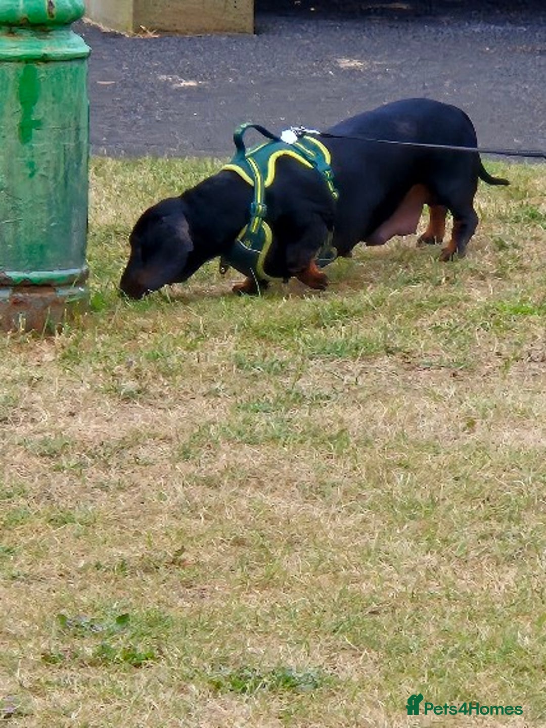 Dachshund dogs for sale: 🐾 Free to a Loving, Experienced Home - Advert 5