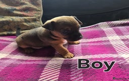 Jack Russell dogs for sale: Stunning Jack Russell Pups - Image 5