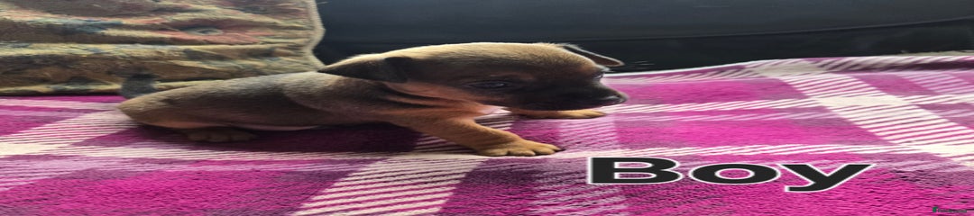 Jack Russell Puppy 5