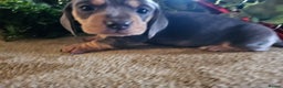 Miniature Dachshund dogs for sale: Kc registers mini smoothaired dachshund puppies - Advert 20