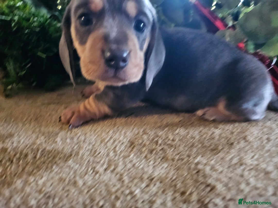 Miniature Dachshund dogs for sale: Kc registers mini smoothaired dachshund puppies - Advert 20