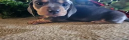 Miniature Dachshund dogs for sale: Kc registers mini smoothaired dachshund puppies - Advert 29