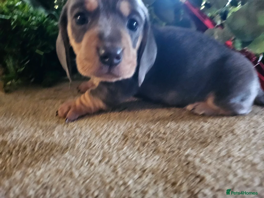 Miniature Dachshund dogs for sale: Kc registers mini smoothaired dachshund puppies - Advert 29