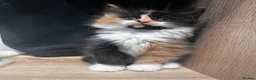Turkish Angora cats for sale: Turkish Angora Playful Kittens - Advert 4