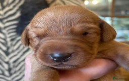Labrador Retriever dogs for sale: KC Stunning dark fox red labrador puppies - Image 3