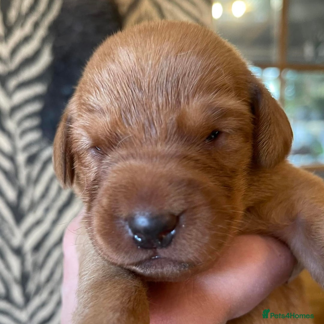 Labrador Retriever dogs for sale: KC Stunning dark fox red labrador puppies - Image 3