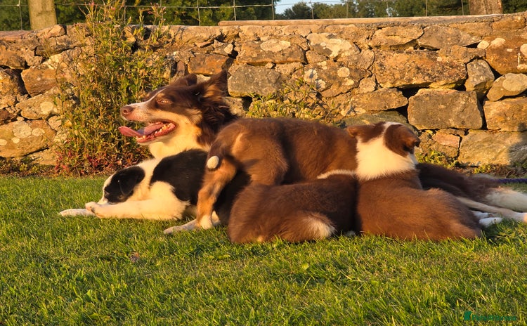 Border Collie dogs - Advert 4