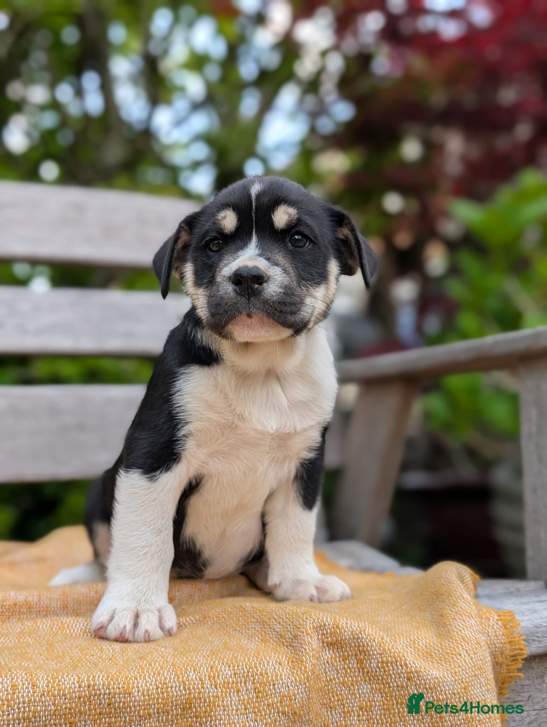 Mixed Breed dogs for sale: Bullimute rare breed ready now  - Advert 24