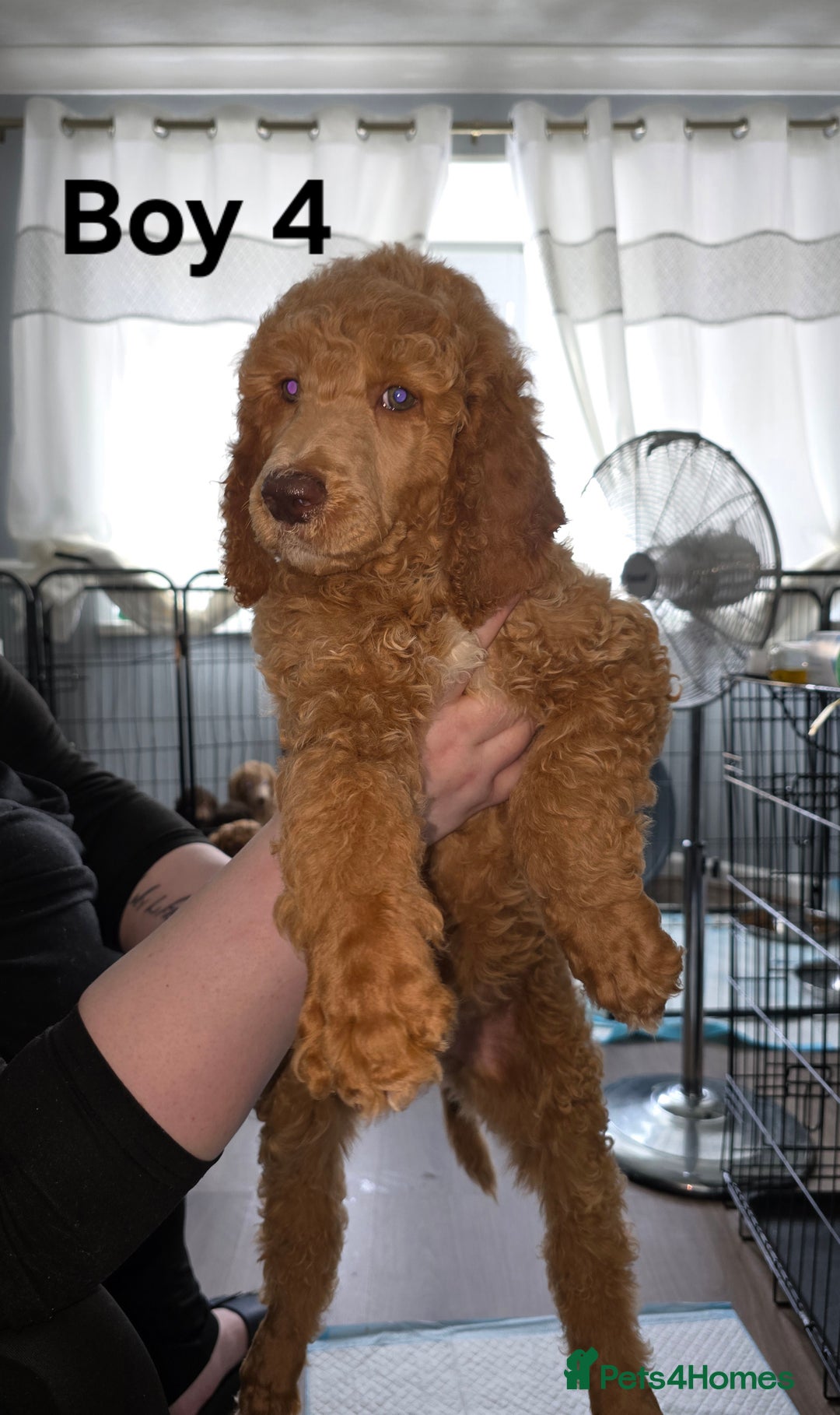 Standard Poodle dogs for sale: Standard Poodle Puppies READY TO LEAVE NOW  - Image 11