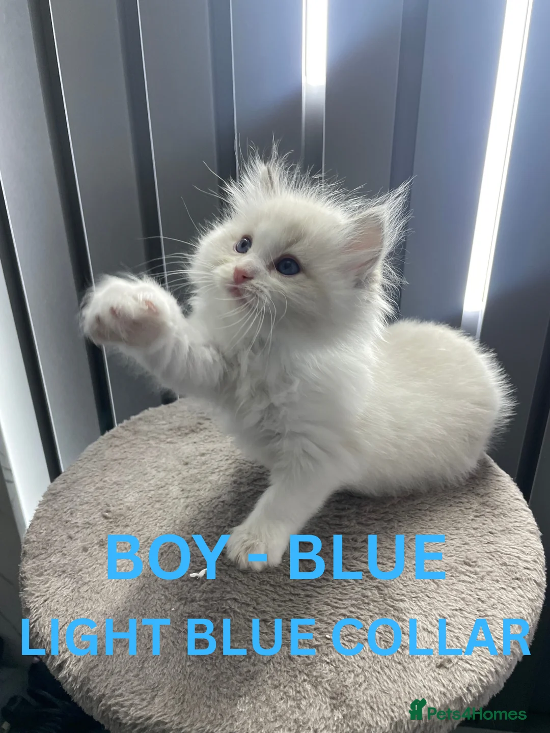 Ragdoll cats for sale: 4 lovely Blue Lynx Bicolour Ragdolls Kittens - Advert 8