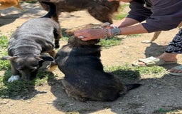 Mixed Breed dogs for adoption: Meet Lovely little LOTTIE! she needs a Loving Home - Image 14