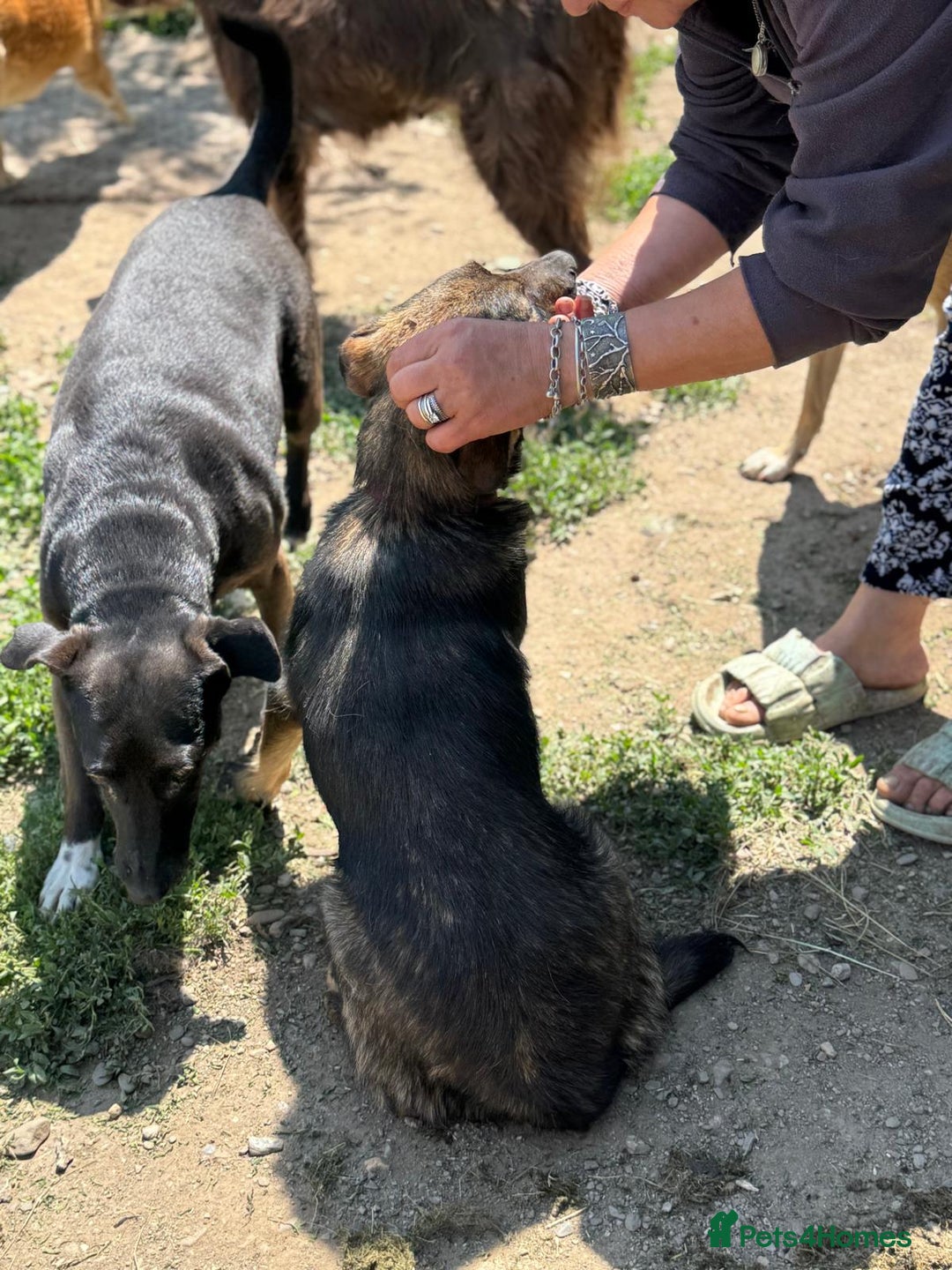 Mixed Breed dogs for adoption: Meet Lovely little LOTTIE! she needs a Loving Home - Image 14
