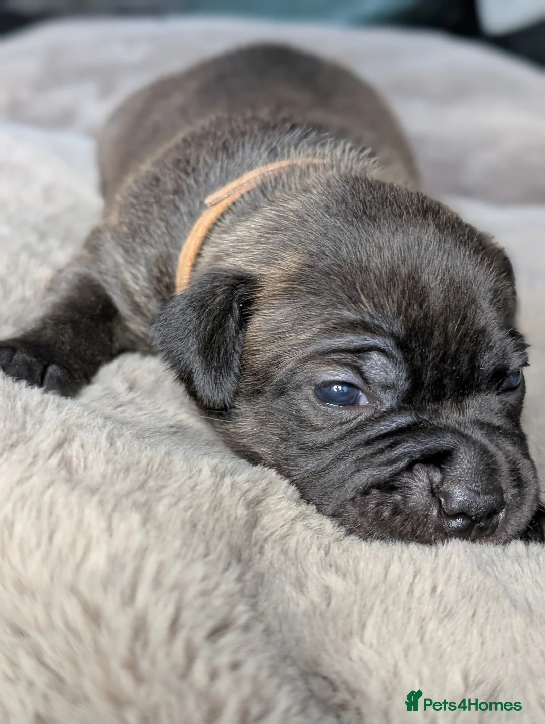 Staffordshire Bull Terrier dogs for sale: **CHAMPION VALGLO BLOODLINE STAFFORD LITTER** - Advert 12