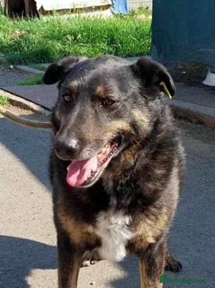 Mixed Breed dogs LINDA - a Lovely Girl for a Loving Home - Advert 13