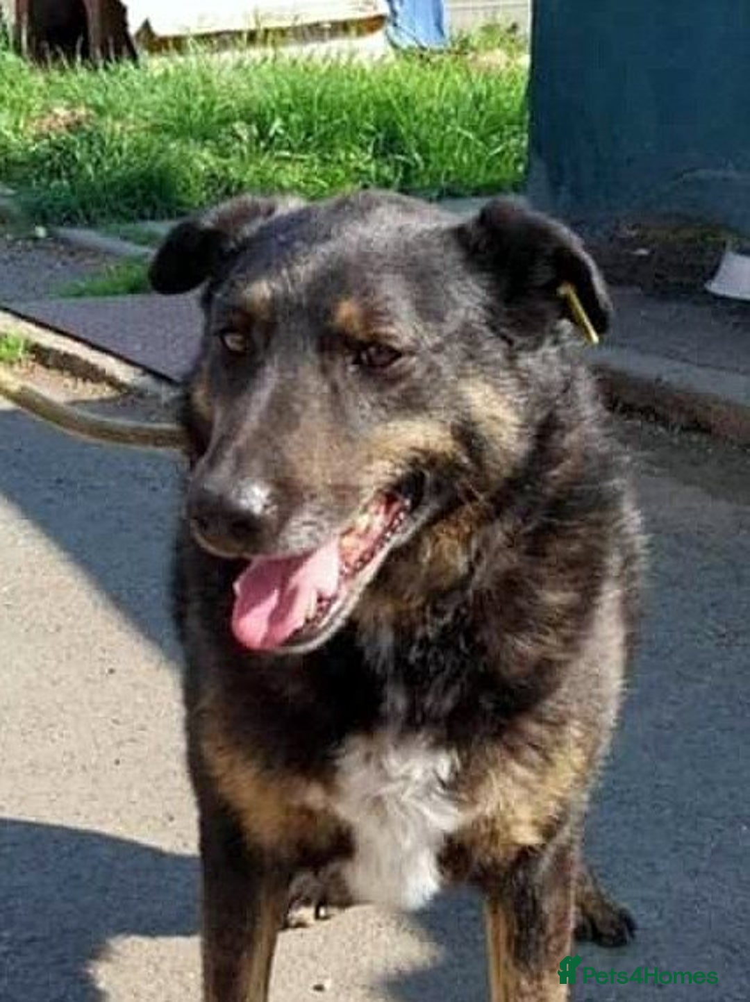 Mixed Breed dogs for adoption: LINDA - a Lovely Girl for a Loving Home - Image 1