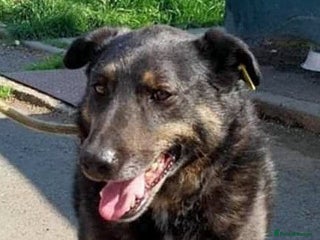 Mixed Breed dogs LINDA - a Lovely Girl for a Loving Home - Advert 2