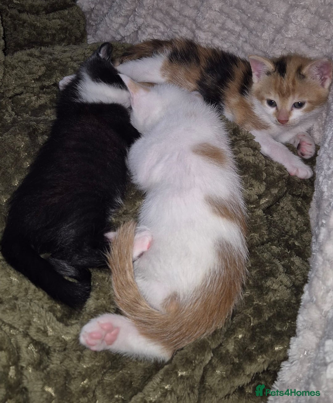 Domestic Shorthair cats for sale: 3 x kittens looking for their forever homes - Advert 6